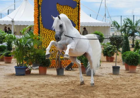Menton Arabian Horse Show, 2007-2010 edition