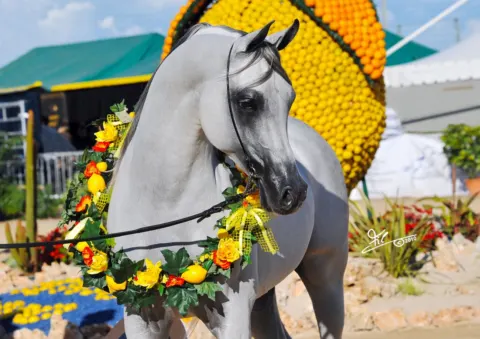 Menton Arabian Horse Show, 2007-2010 edition