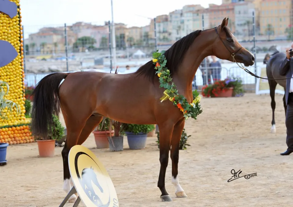 Menton Arabian Horse Show, 2007-2010 edition