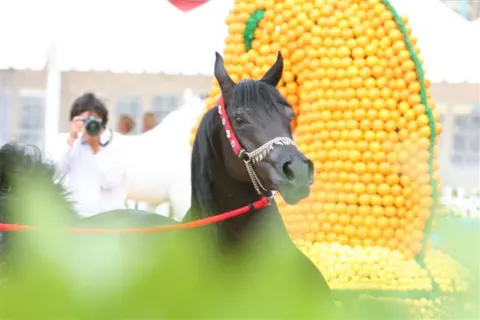 Menton Arabian Horse Show, 2007-2010 edition