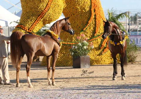 Menton Arabian Horse Show, 2011 edition