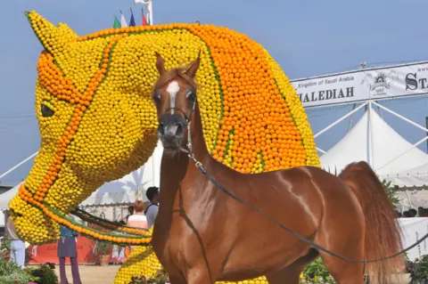 Menton Arabian Horse Show, 2012 edition