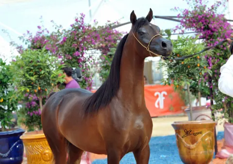 Menton Arabian Horse Show, 2012 edition
