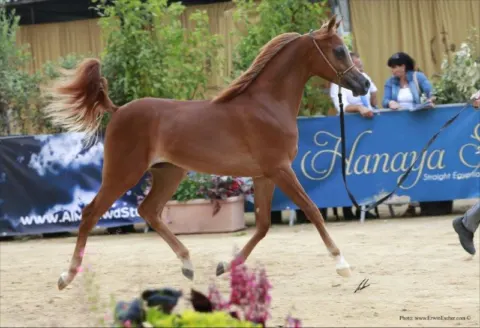 Menton Arabian Horse Show, 2013 edition
