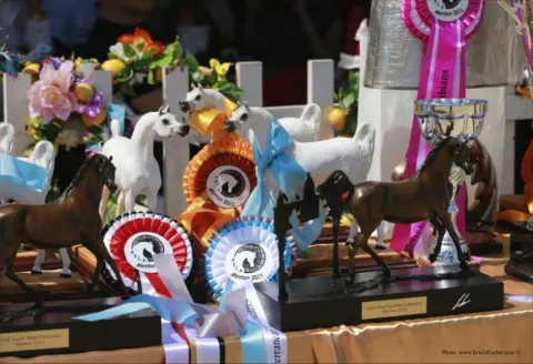 Menton Arabian Horse Show, 2013 edition
