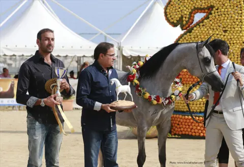 Menton Arabian Horse Show, 2014 edition