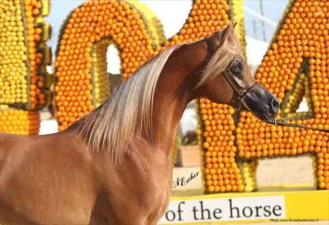 Menton Arabian Horse Show, 2014 edition
