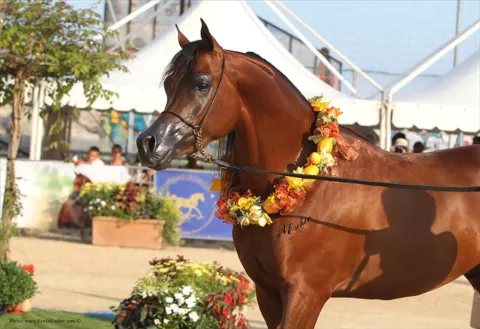 Menton Arabian Horse Show, 2014 edition
