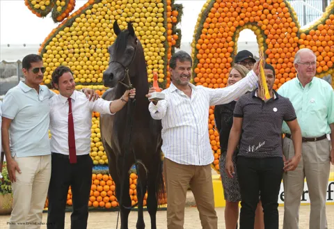 Menton Arabian Horse Show, 2014 edition