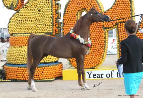 Menton Arabian Horse Show, 2014 edition