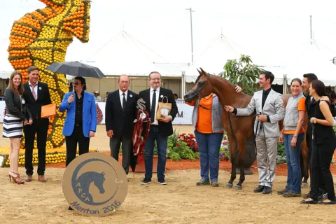 Menton Arabian Horse Show, 2016 edition