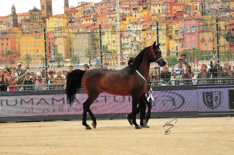 Menton Arabian Horse Show, 2016 edition