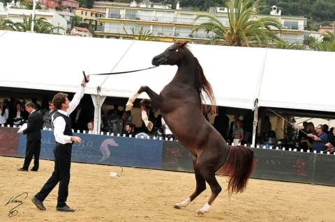 Menton Arabian Horse Show, 2016 edition
