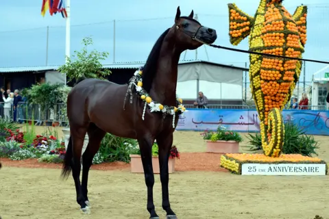 Menton Arabian Horse Show, 2016 edition