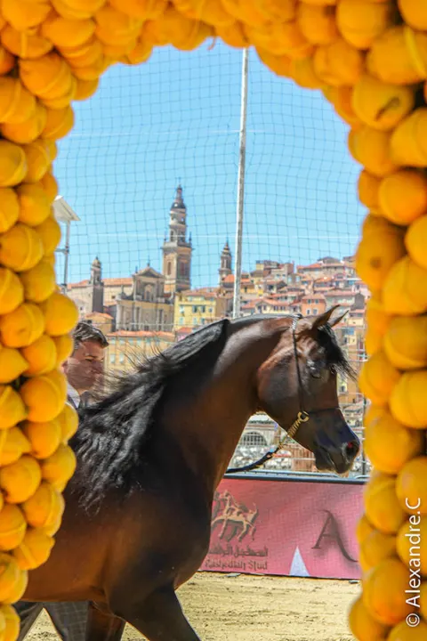 Menton Arabian Horse Show, 2017 edition