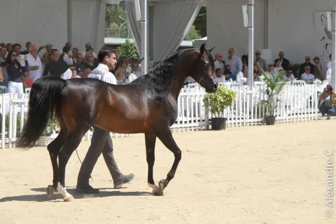 Menton Arabian Horse Show, 2017 edition