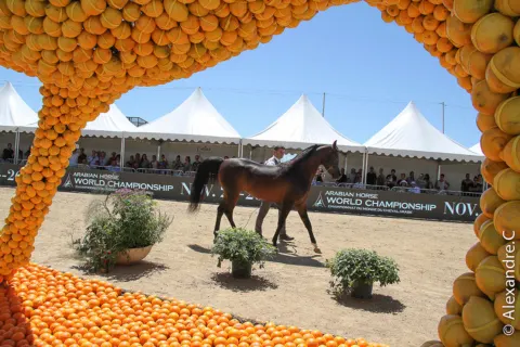 Menton Arabian Horse Show, 2017 edition