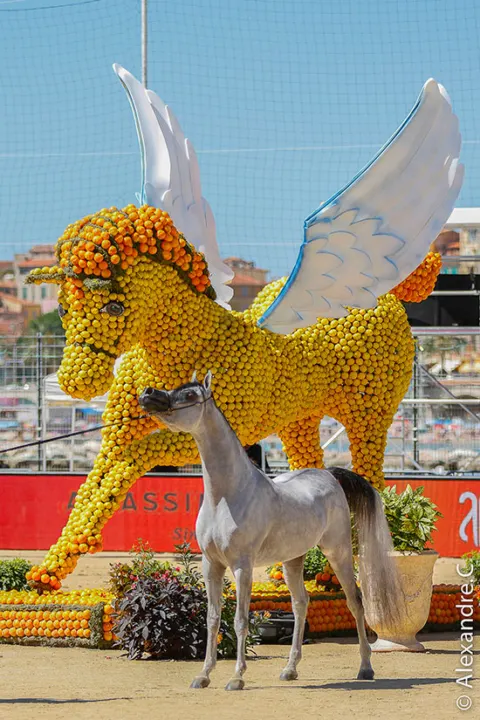 Menton Arabian Horse Show, 2017 edition