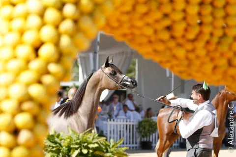Menton Arabian Horse Show, 2017 edition