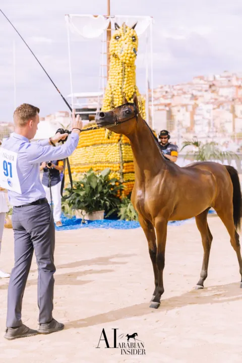 Menton Arabian Horse Show, 2018 edition