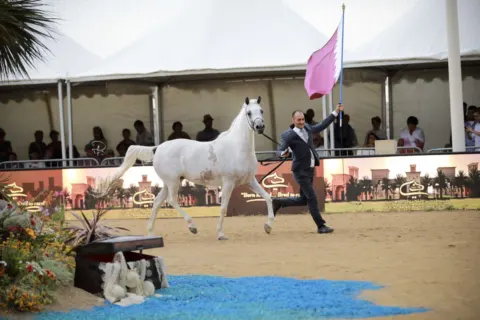 Menton Arabian Horse Show, 2018 edition