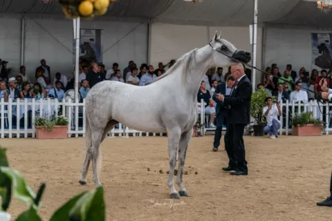 Menton Arabian Horse Show, 2018 edition