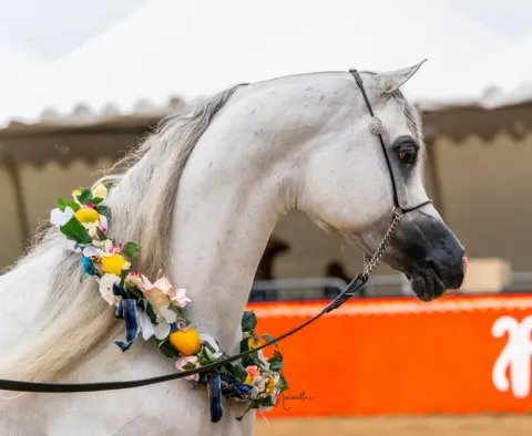 Menton Arabian Horse Show, 2018 edition