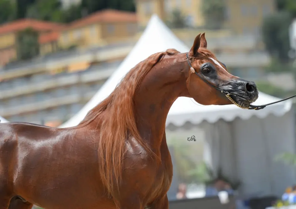 Chestnut Arabian horse portrait at the Menton Arabian Horse Show