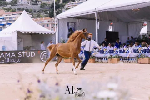 Menton Arabian Horse Show, 2018 edition