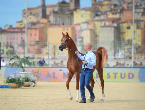 Menton Arabian Horse Show, 2018 edition