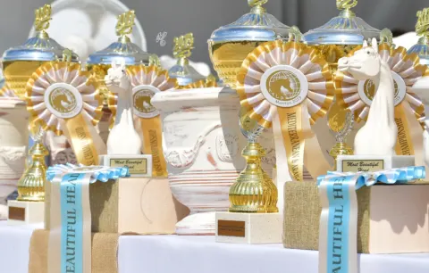 Menton Arabian Horse Show, 2019 edition