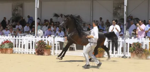 Menton Arabian Horse Show, 2019 edition