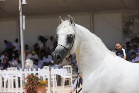 Menton Arabian Horse Show, 2019 edition
