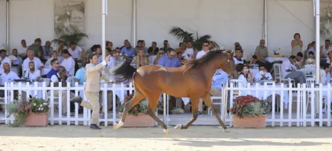 Menton Arabian Horse Show, 2019 edition