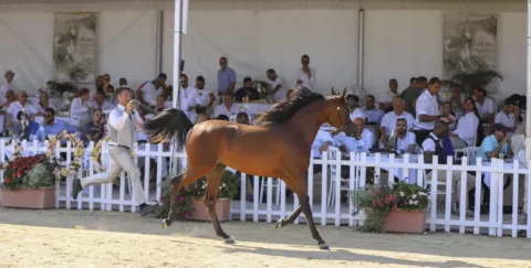 Menton Arabian Horse Show, 2019 edition