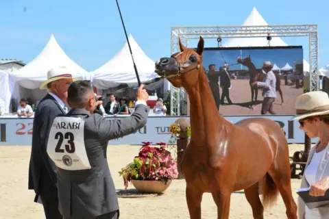 Menton Arabian Horse Show, 2019 edition