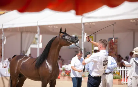 Menton Arabian Horse Show, 2020 edition