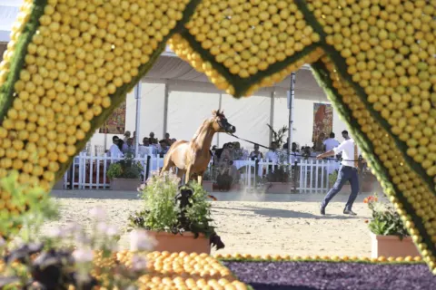 Menton Arabian Horse Show, 2020 edition