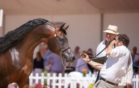 Menton Arabian Horse Show, 2020 edition