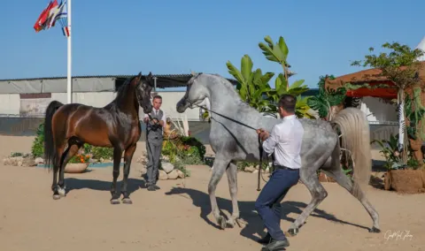 Menton Arabian Horse Show, 2020 edition