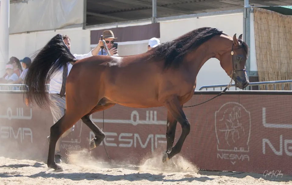 Menton Arabian Horse Show, 2020 edition