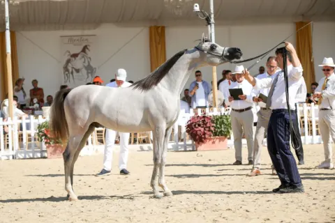 Menton Arabian Horse Show, 2021 edition