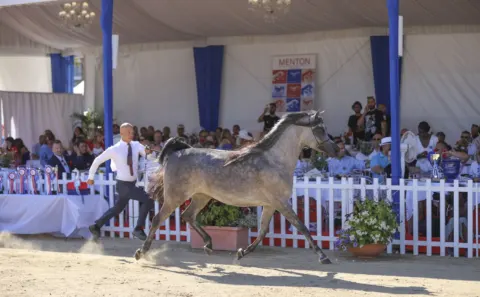 Menton Arabian Horse Show, 2022 edition