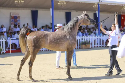 Menton Arabian Horse Show, 2022 edition