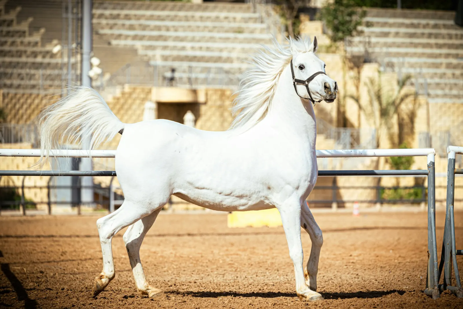 Grey Arabian horse moving through a show arena